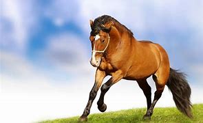 horse, a horse, my kingdom for a horse